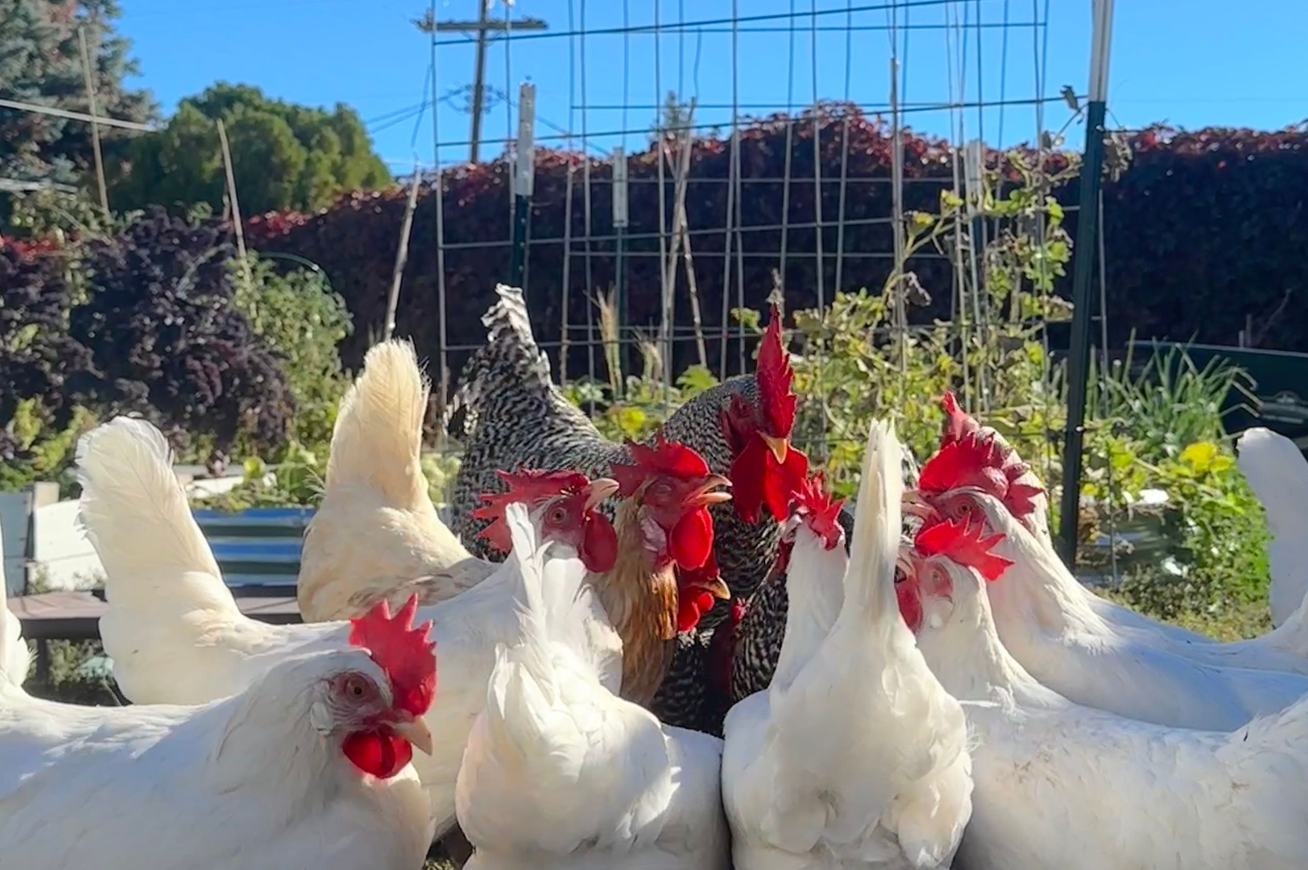 How to Care for Chickens